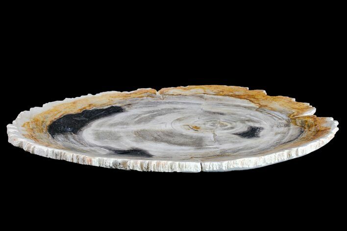 Tropical Hardwood Petrified Wood Dish - Indonesia #160974